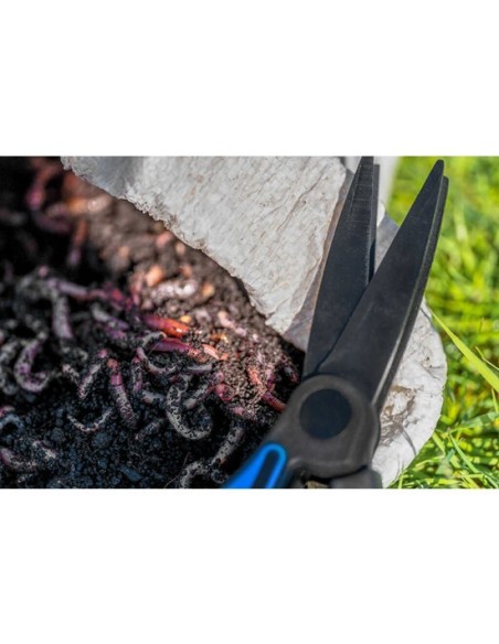 WORM SCISSORS PRESTON