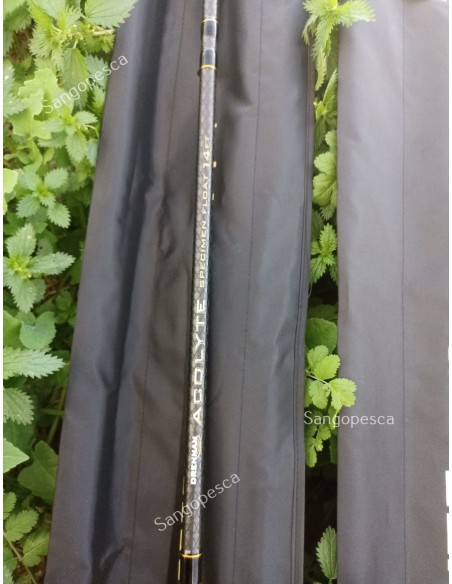 CAÑA INGLESA DRENNAN ACOLYTE SPECIMEN 14"