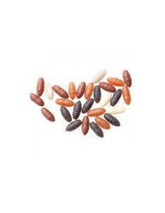 CASTERS GOMA DRENNAN 2