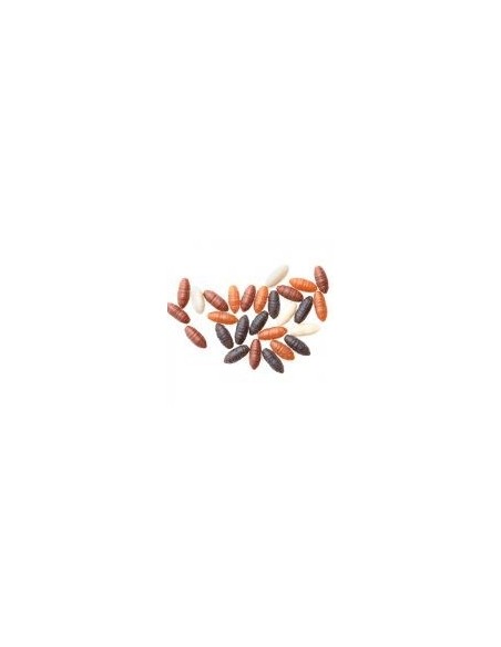 CASTERS GOMA DRENNAN